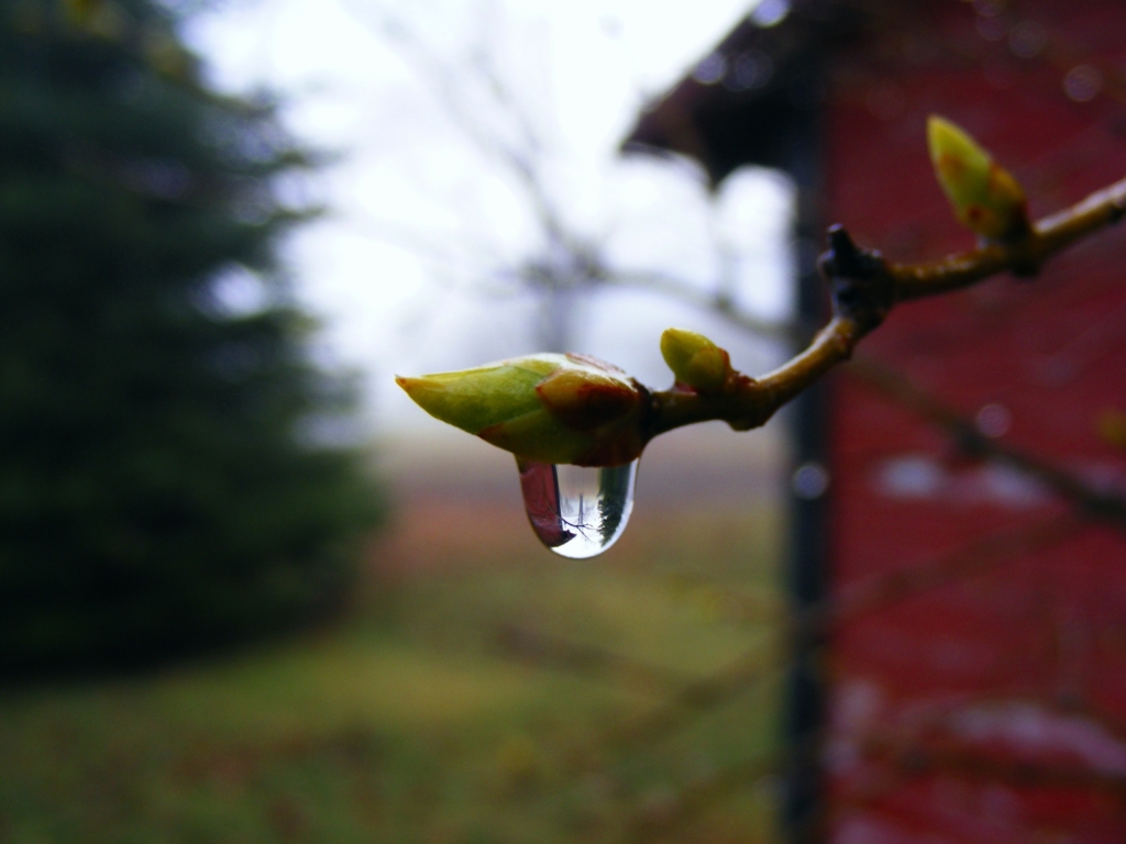 Water dropping from a tree branch