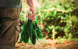 A person carrying organic vegetables