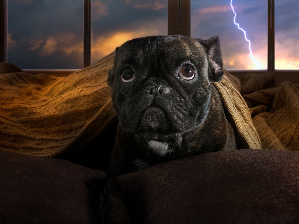 Dog hiding under a blanket during a thunderstorm