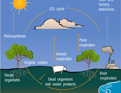 5 Steps of the Carbon Cycle—and Why They’re Important
