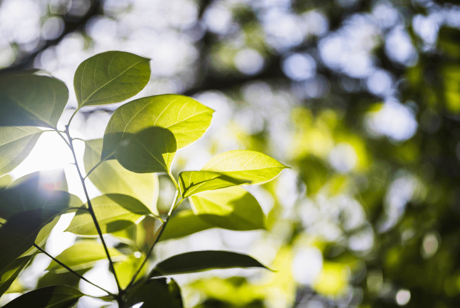 Green leaves background in sunny day