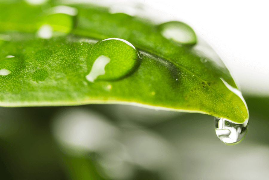 water dropping from a tree branch